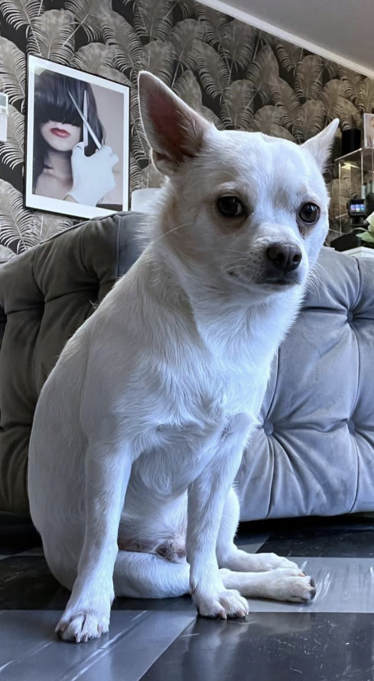 Liten vit hund i salongsmiljö